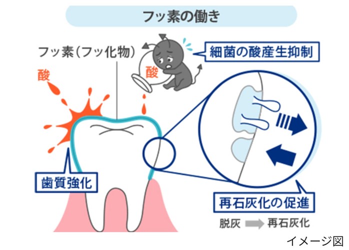 フッ素の働きのイメージ図