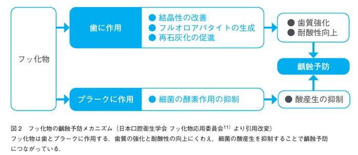 フッ化物の齲蝕予防メカニズム
